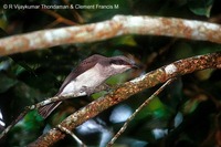 Large Woodshrike - Tephrodornis gularis