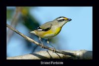 Striated Pardalote