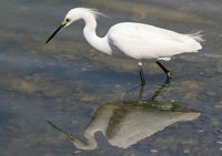 Snowy Egret - Egretta thula