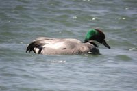 Falcated Duck - Anas falcata