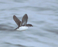 Common Diving-Petrel (Pelecanoides urinatrix) photo