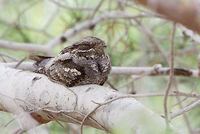 European Nightjar (Caprimulgus europaeus) photo