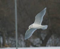 Thayer's Gull - Larus thayeri