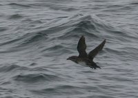 Rhinoceros Auklet - Cerorhinca monocerata