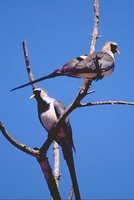 Namaqua Dove - Oena capensis