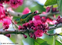 Red-fronted Lorikeet - Charmosyna rubronotata