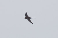 Fork-tailed Palm-Swift - Tachornis squamata