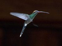 White-whiskered Hermit - Phaethornis yaruqui