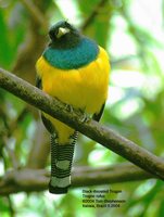 Black-throated Trogon - Trogon rufus