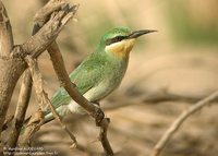 Blue-cheeked Bee-eater - Merops persicus