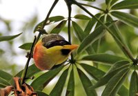 Lemon-throated Barbet - Eubucco richardsoni