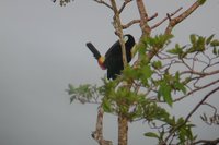 Red-billed Toucan - Ramphastos tucanus