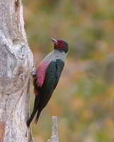 Lewis' Woodpecker - Melanerpes lewis