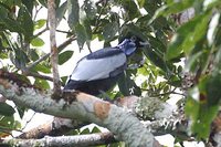 Bare-necked Fruitcrow - Gymnoderus foetidus