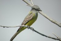 Tropical Kingbird - Tyrannus melancholicus