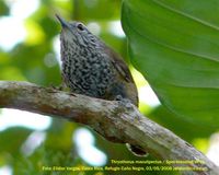 Spot-breasted Wren - Thryothorus maculipectus