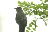 Gray Catbird - Dumetella carolinensis