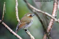 Eyebrowed Jungle-Flycatcher - Rhinomyias gularis