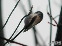 Long-tailed Tit - Aegithalos caudatus