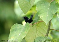 White-shouldered Fairywren - Malurus alboscapulatus