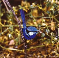 Splendid Fairywren - Malurus splendens