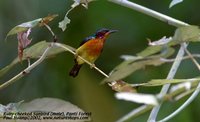 Ruby-cheeked Sunbird - Chalcoparia singalensis