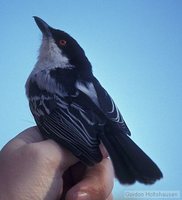 Black-backed Puffback - Dryoscopus cubla