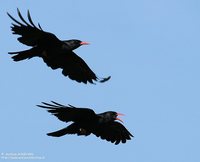 Red-billed Chough - Pyrrhocorax pyrrhocorax