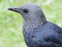 Red-winged Starling - Onychognathus morio