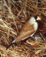 Masked Finch - Poephila personata