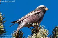 Black Rosy-Finch - Leucosticte atrata