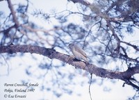 Parrot Crossbill - Loxia pytyopsittacus