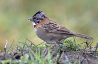 Rufous-collared Sparrow - Zonotrichia capensis