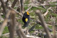 Saffron-cowled Blackbird - Xanthopsar flavus