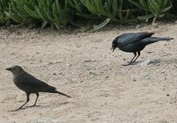 Brewer's Blackbird - Euphagus cyanocephalus