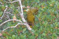 Green Oropendola - Psarocolius viridis