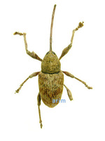 Curculio sikkimensis - 밤바구미