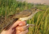 Basra Reed Warbler
