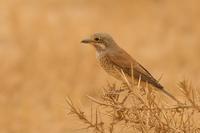 Red backed Shrike