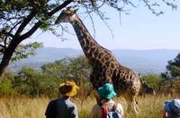 Giraffes in Bisley Valley Nature Reserve