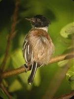 Black-crested antshrike male