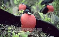 Male Great Frigate Bird Galapagos Displaying stock photo