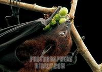 A flying fox ( Pteropus vampyrus ) feeding on wild figs ( Ficus sp . ) in Borneo . stock photo