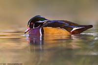 002234 - Aix sponsa                        (Wood Duck)