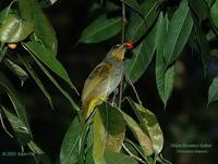 Stripe-throated Bulbul