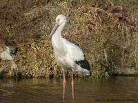 White Stork Ciconia boyciana 황새