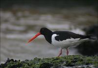 Eurasian Oystercatcher Haematopus ostralegus 검은머리물떼새