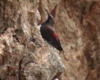 Wallcreeper