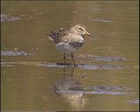 Pectoral Sandpiper