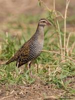 Buff-banded Rail